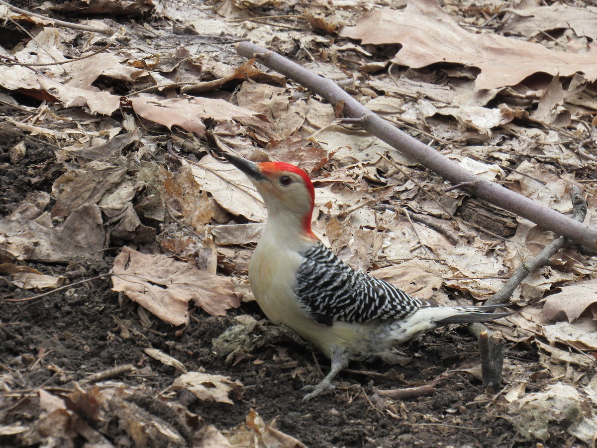 Red-bellied Woodpecker - ML315246881