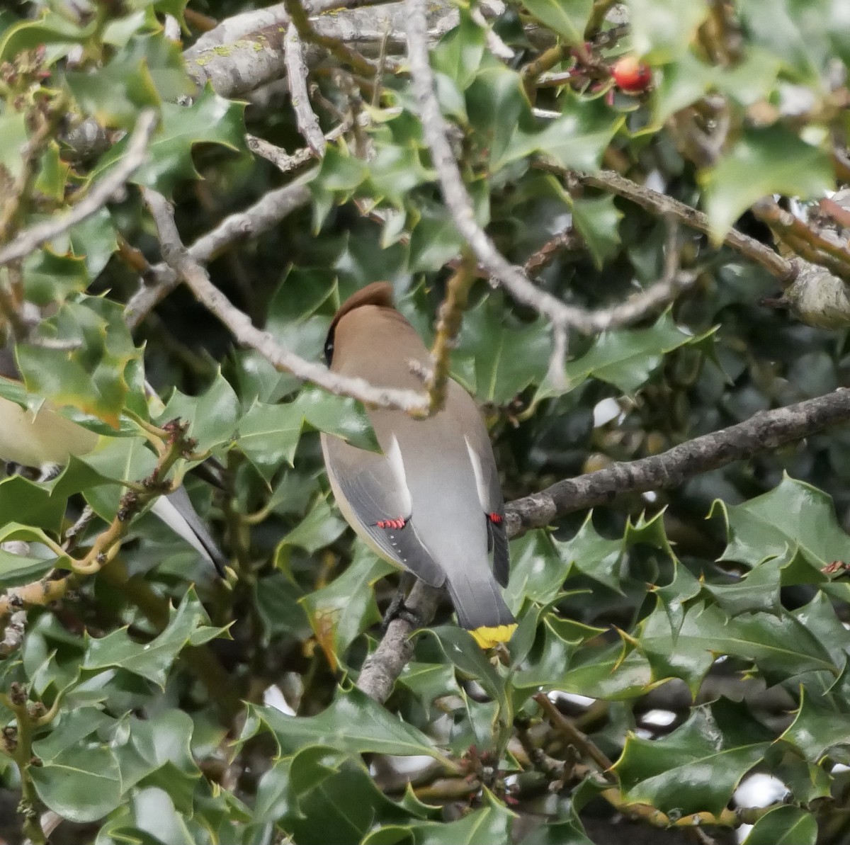 Cedar Waxwing - ML315247341