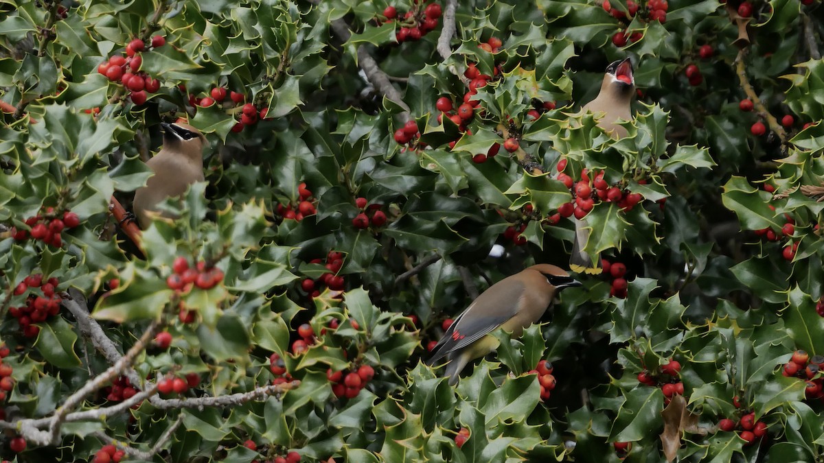 Cedar Waxwing - ML315247351