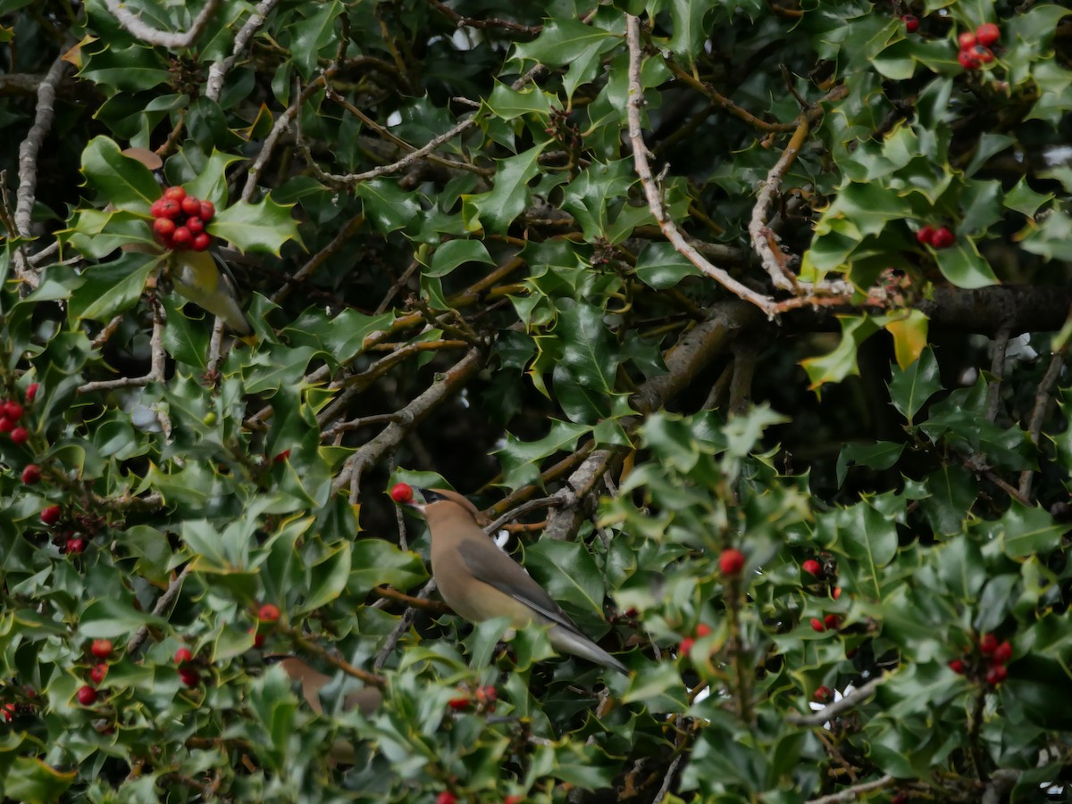 Cedar Waxwing - Barbara Coll