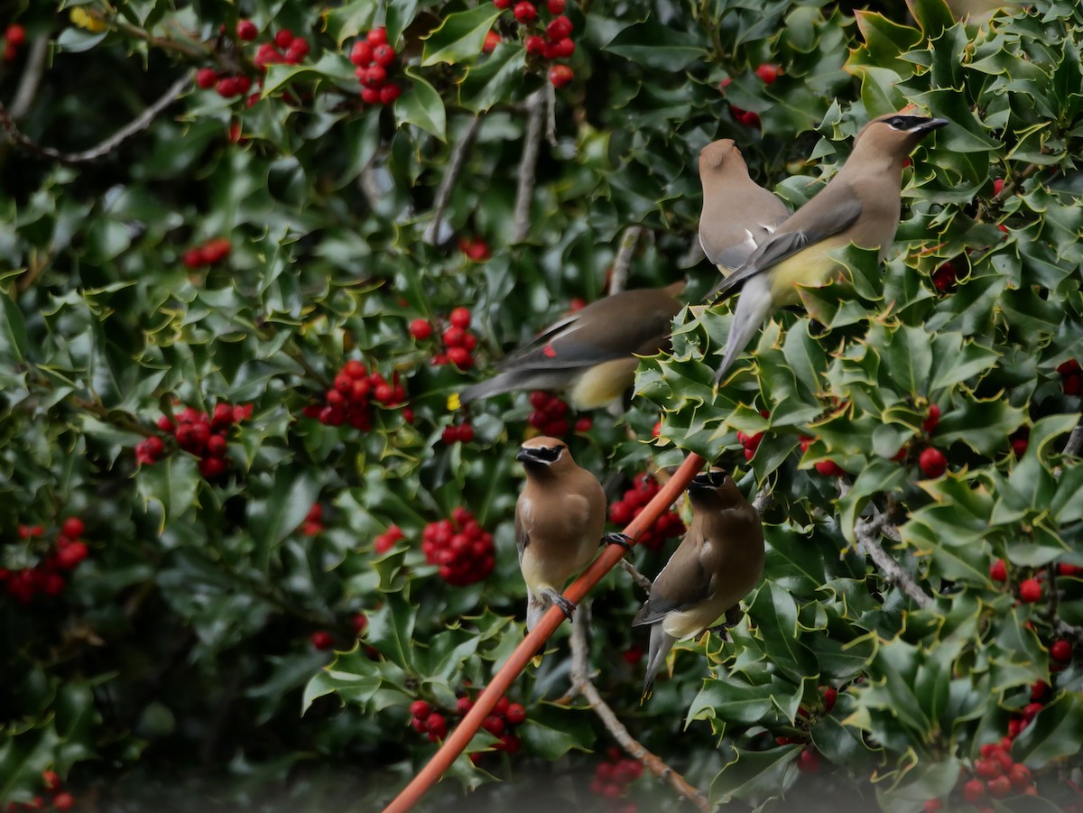 Cedar Waxwing - ML315247451