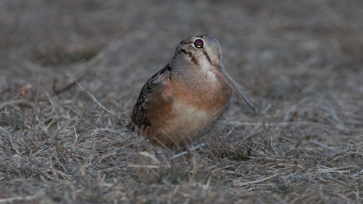 American Woodcock - Rick Folkening