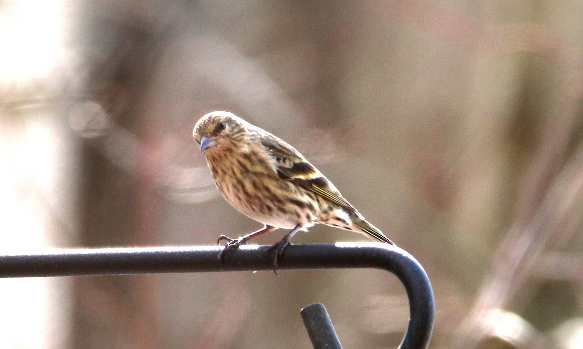 Pine Siskin - ML315249781