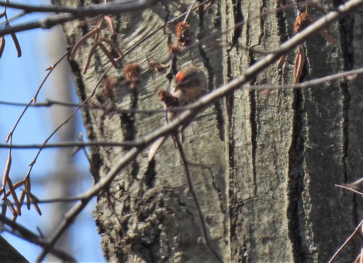 Common Redpoll - Jennifer Wilson-Pines