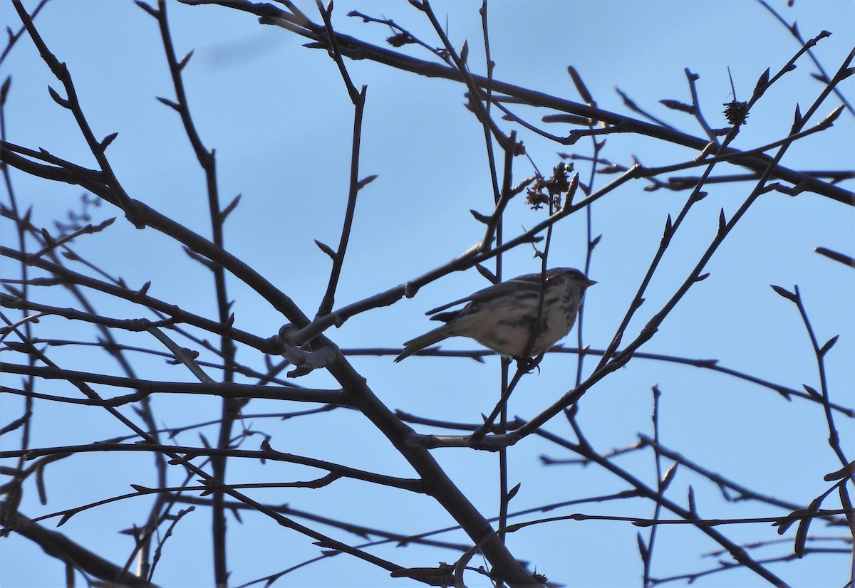 Common Redpoll - ML315250611