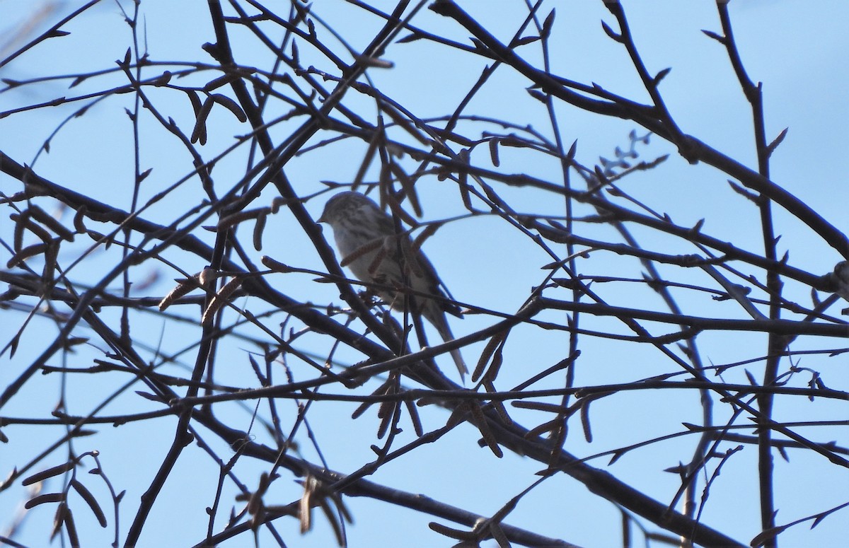 Common Redpoll - Jennifer Wilson-Pines