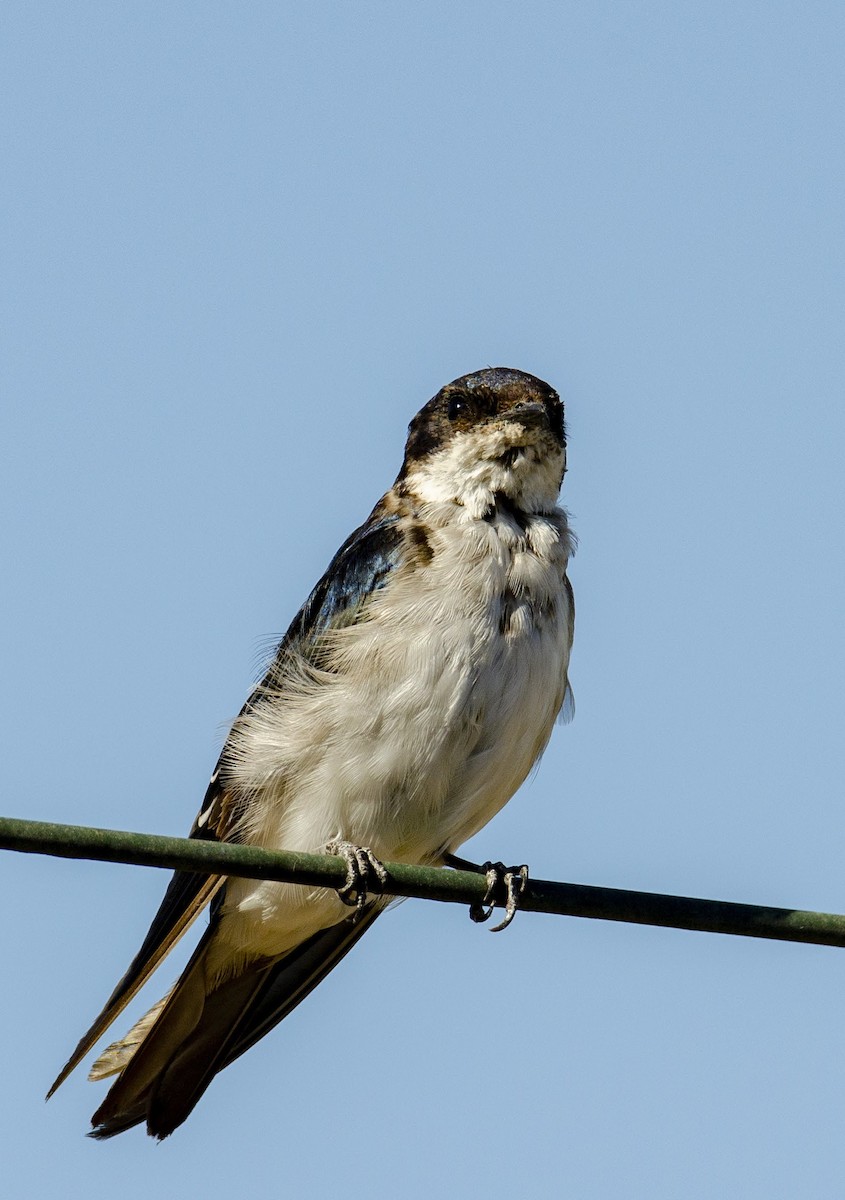 Chilean Swallow - ML315252061