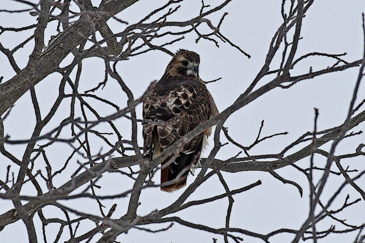 Red-tailed Hawk - ML315252141