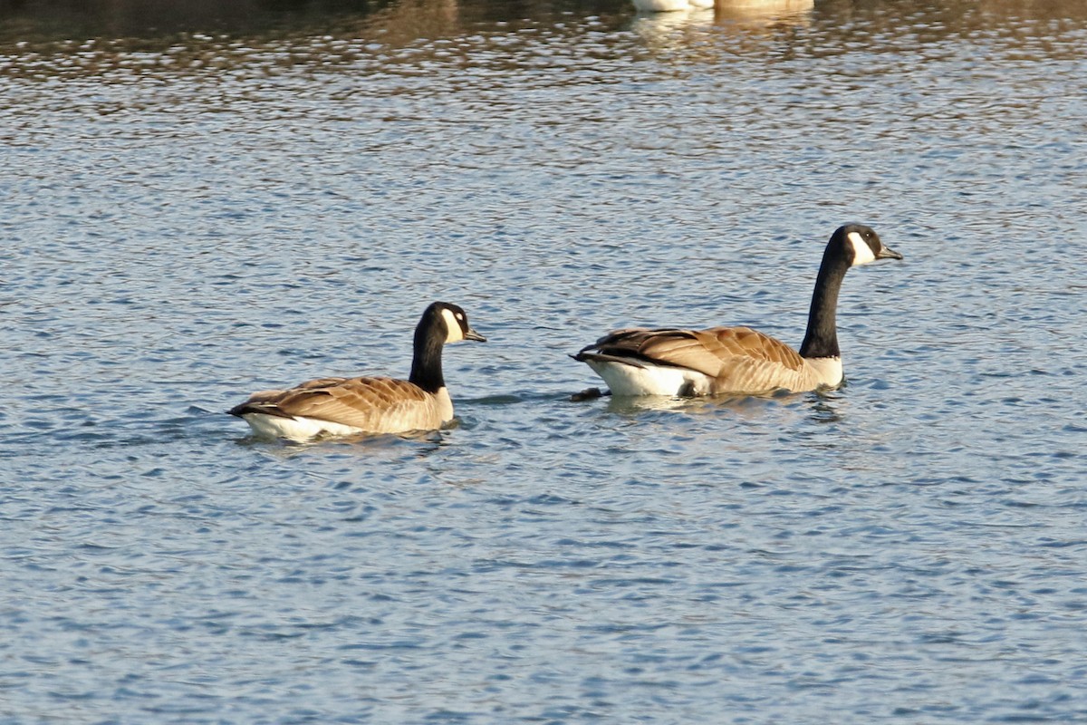 Canada Goose - David Schlabach