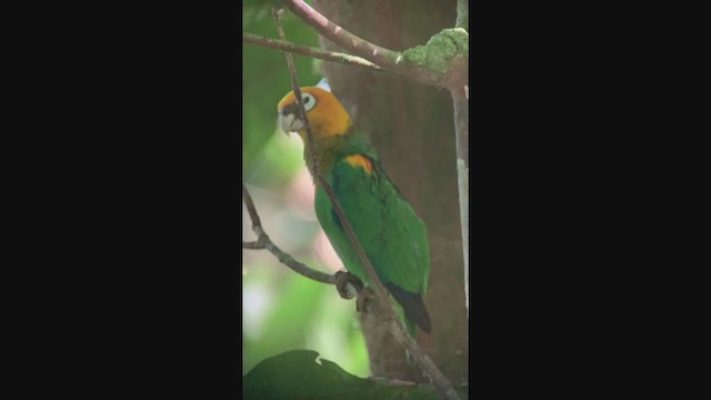 Saffron-headed Parrot - ML315255421