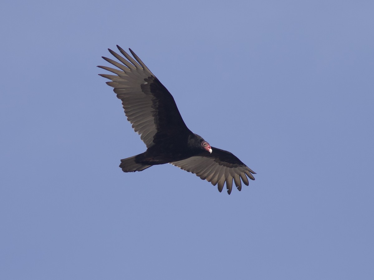 Turkey Vulture - ML315255531