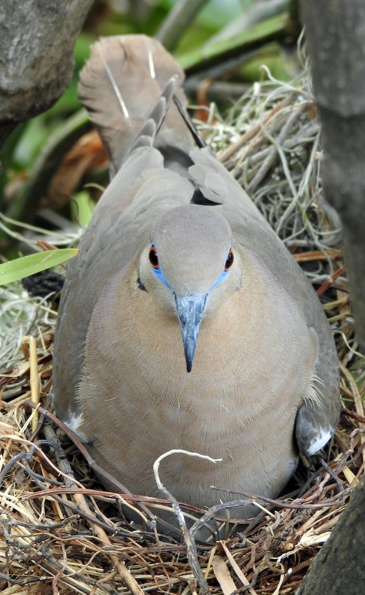 White-winged Dove - ML315257351