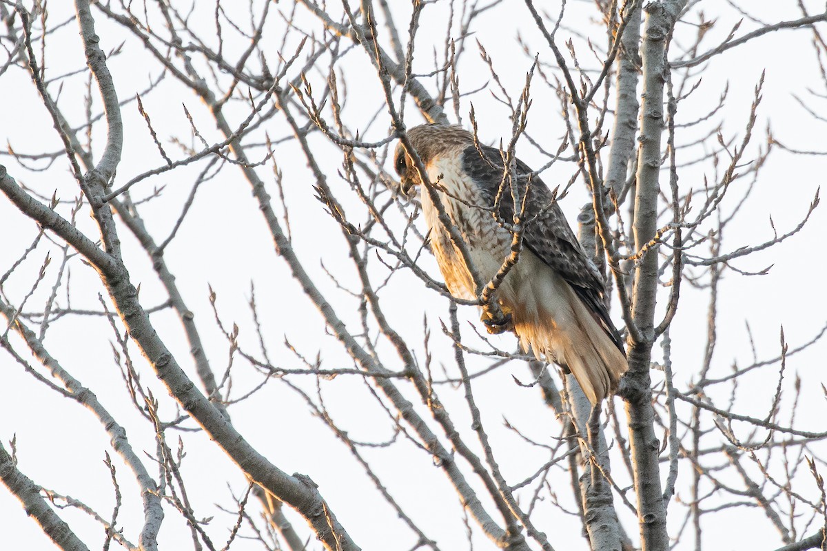 Red-tailed Hawk - ML315259531