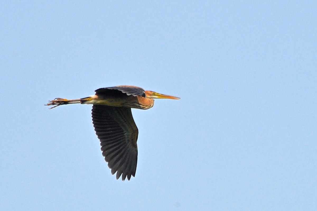 Goliath Heron - Gerald Friesen