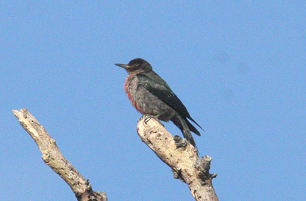 Lewis's Woodpecker - ML315261561