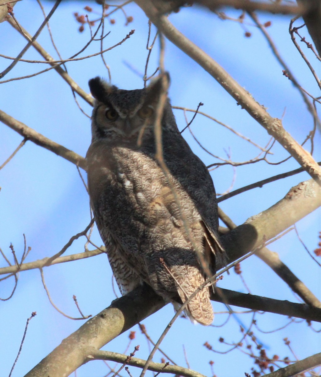 Great Horned Owl - Lillian Lugo