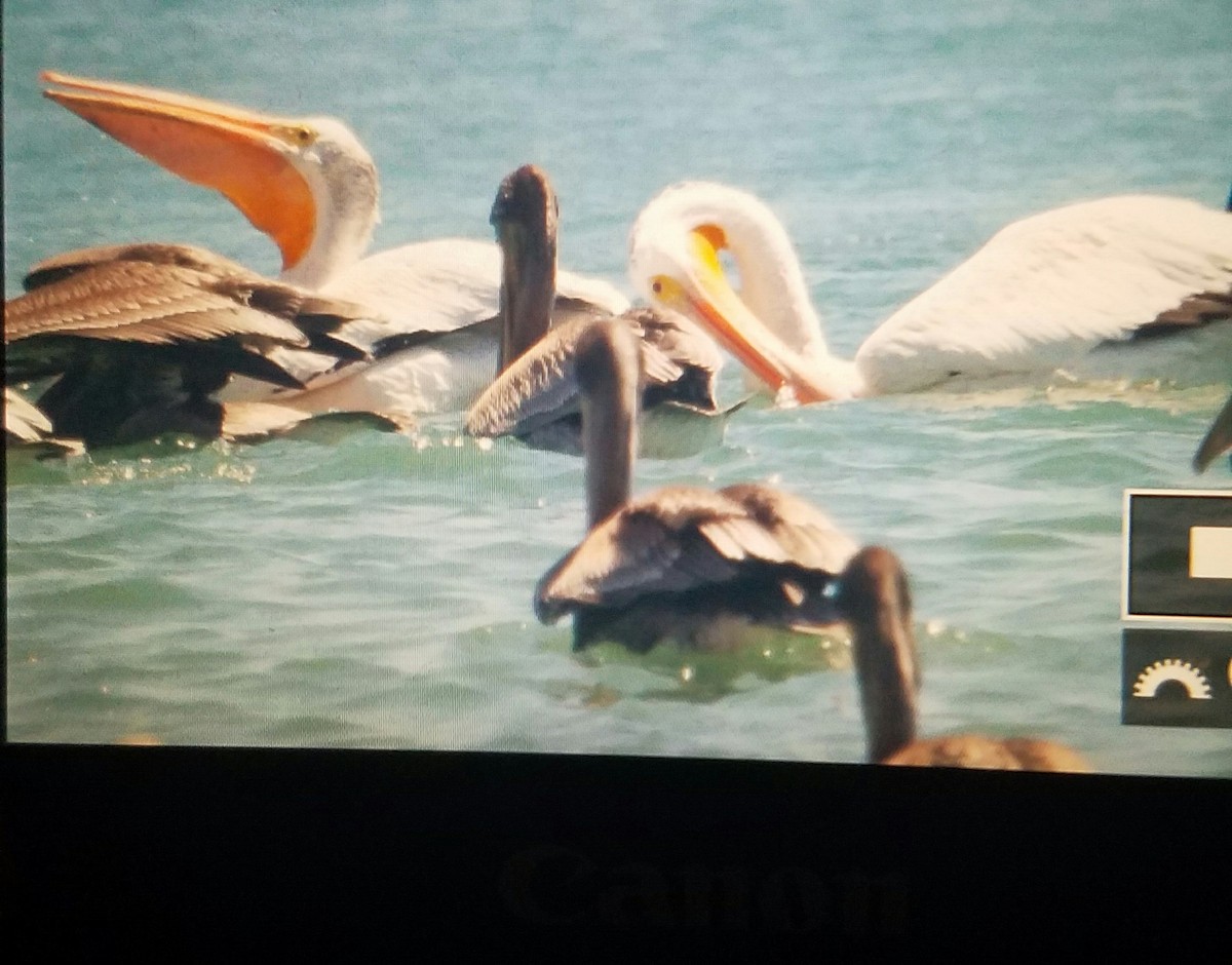 American White Pelican - ML31526301