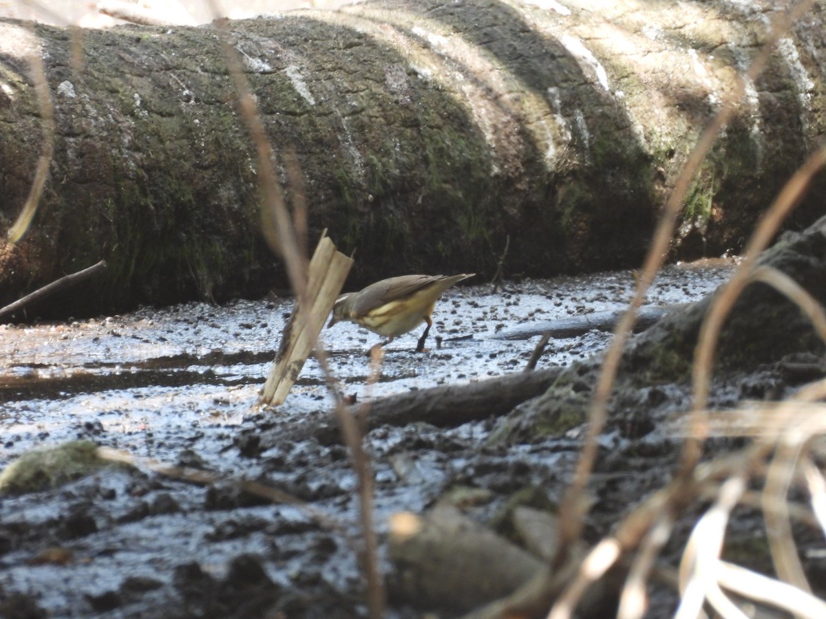 Louisiana Waterthrush - ML315264831