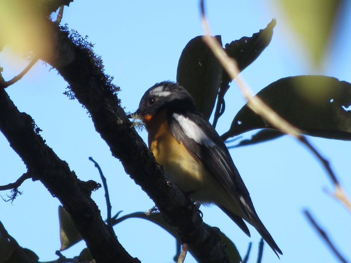 Mugimaki Flycatcher - ML31526581