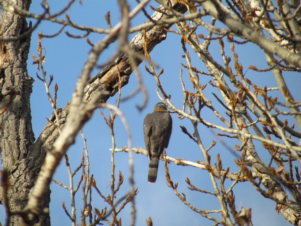 Cooper's Hawk - ML315266091