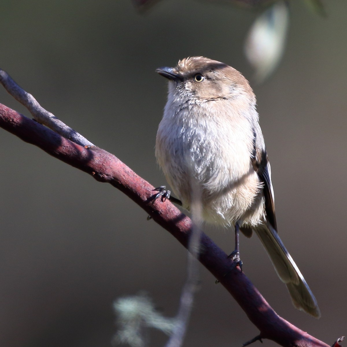 Bushtit - Kent Leland