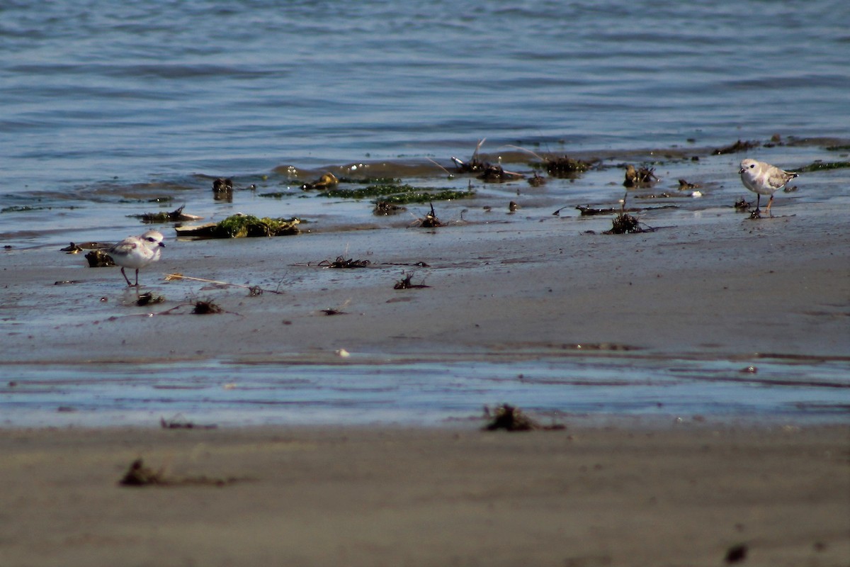 Piping Plover - ML315269731