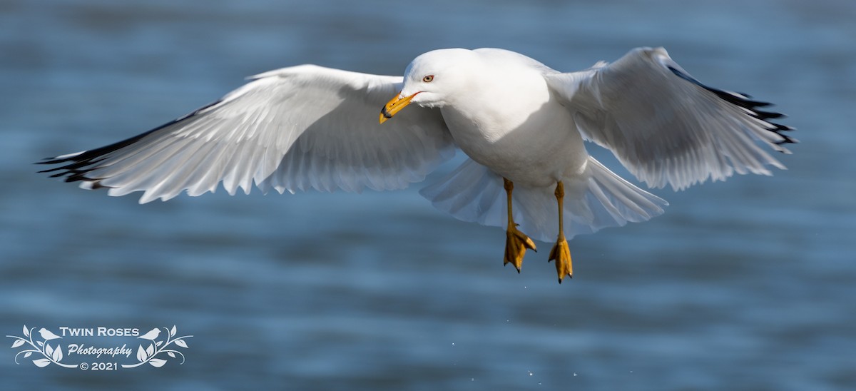 Ring-billed Gull - ML315272181