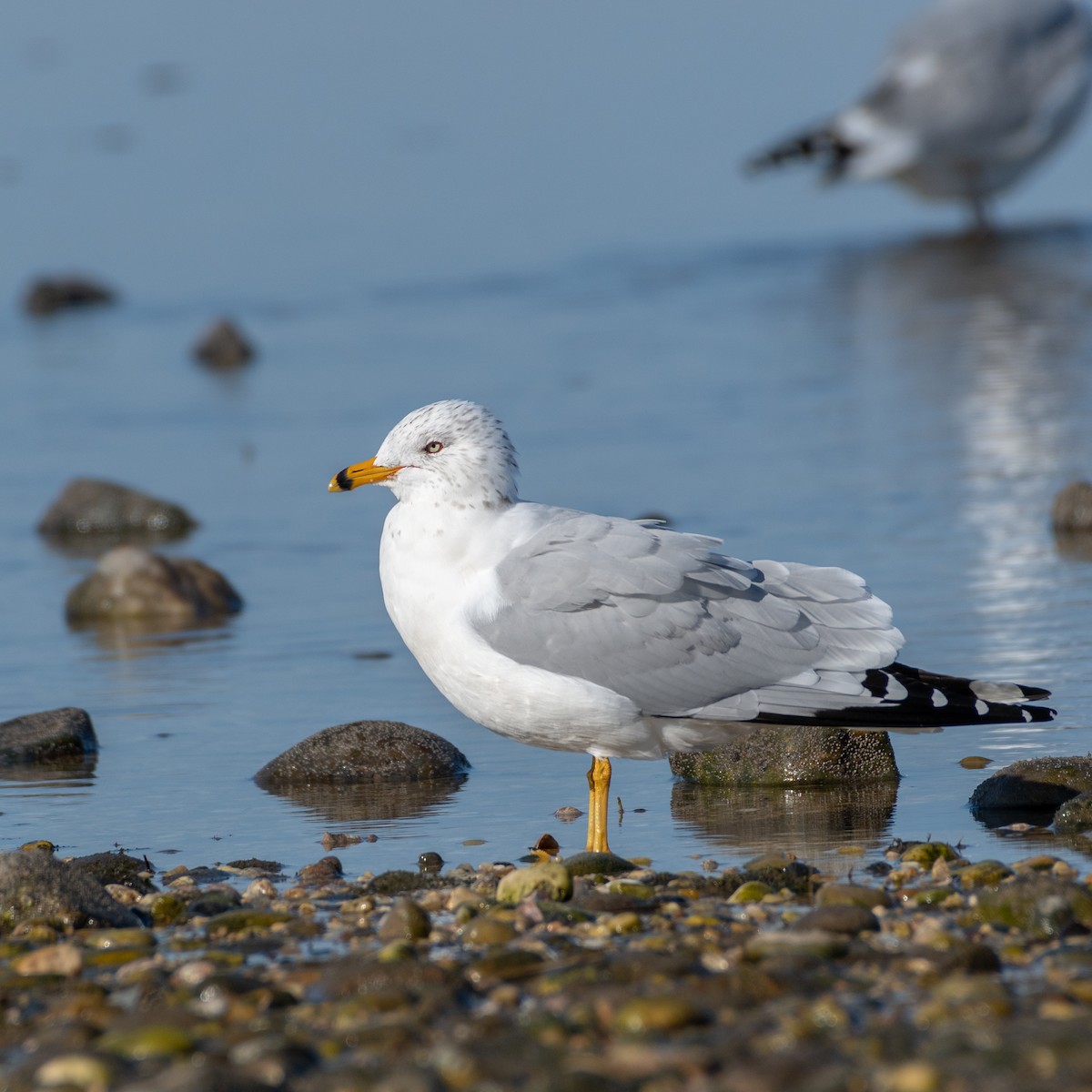 Ring-billed Gull - ML315272241
