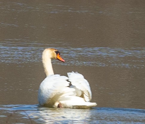 Mute Swan - ML315274091