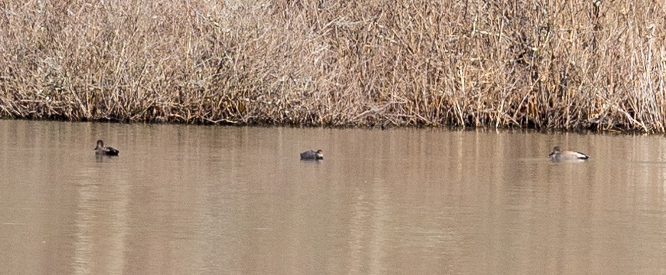 Gadwall - ML315275171