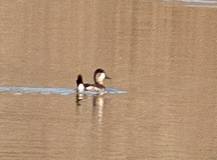 Ruddy Duck - ML315275231