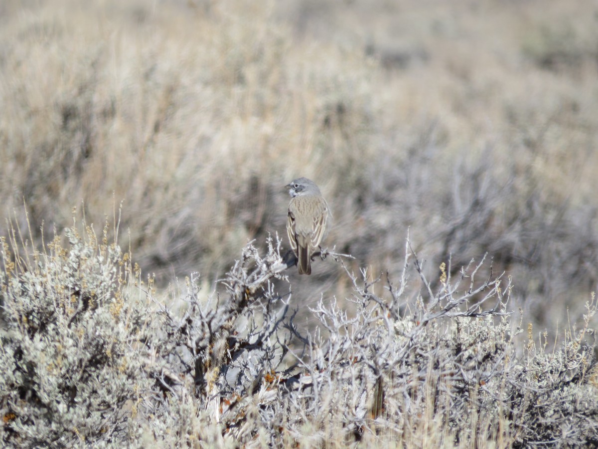 Sagebrush Sparrow - ML315277941