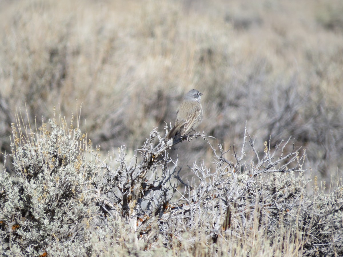 Sagebrush Sparrow - ML315278021