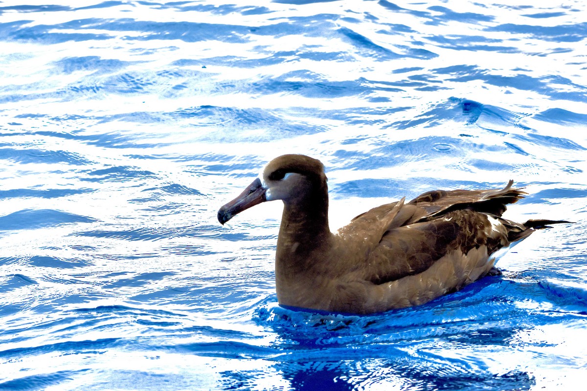 Black-footed Albatross - ML315279011