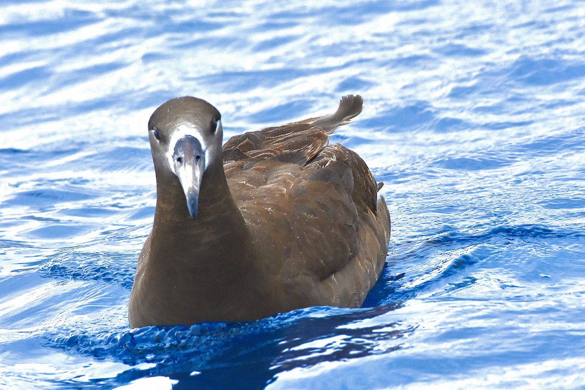 albatros černonohý - ML315279071