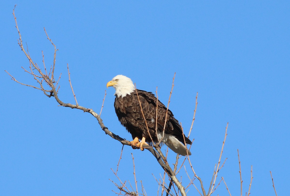 Bald Eagle - Lillian Lugo