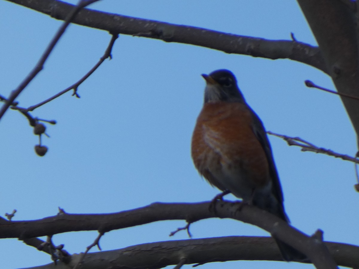 American Robin - Braxton Landsman