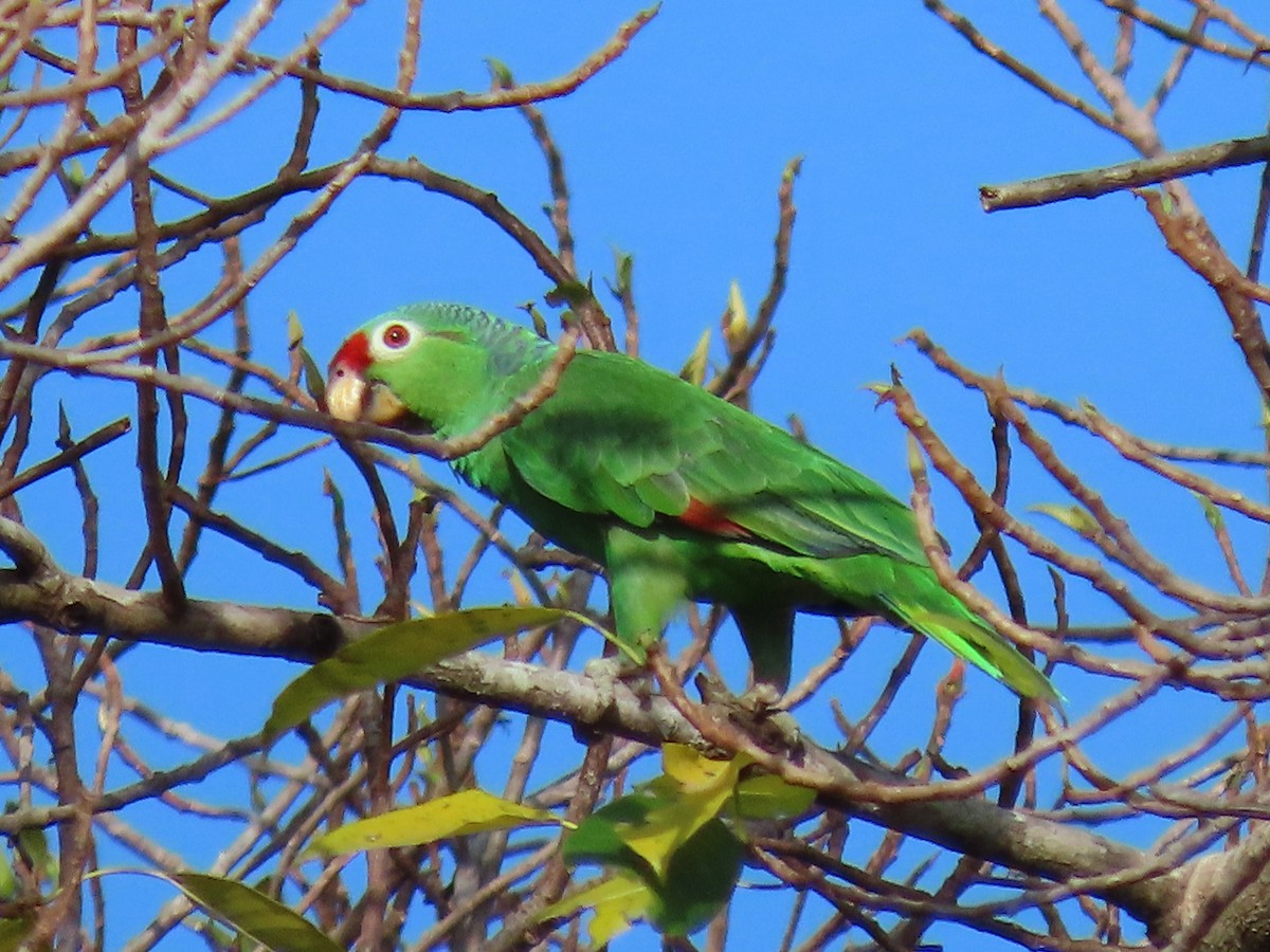 Red-lored Parrot - ML315282831