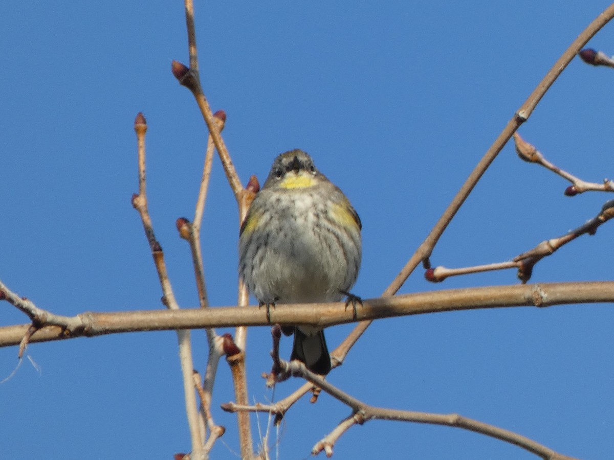Yellow-rumped Warbler (Audubon's) - Braxton Landsman