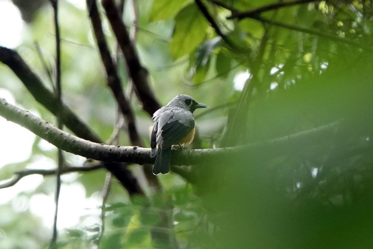 Black-winged Monarch - Roksana and Terry