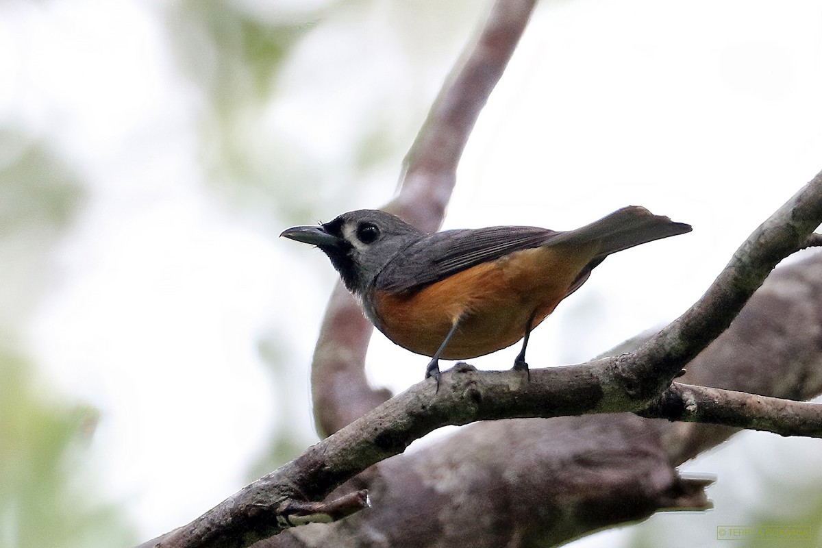 Black-faced Monarch - ML315285981