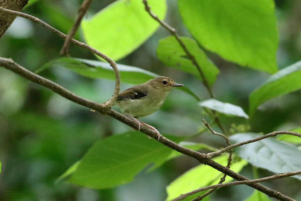 Tropical Scrubwren - ML315286101