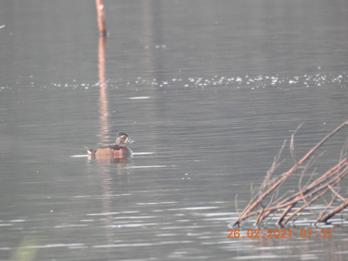 Ring-necked Duck - Pronatura Veracruz