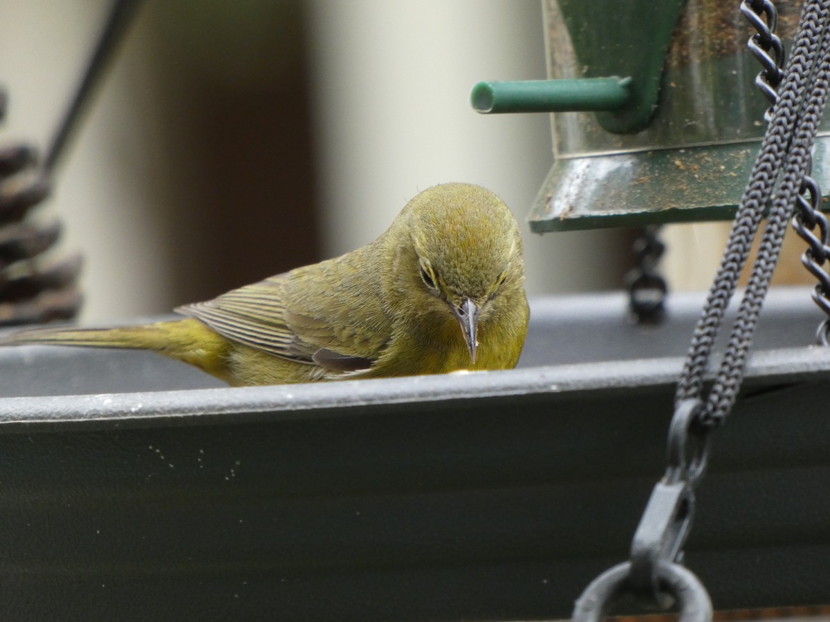 Orange-crowned Warbler (lutescens) - Braxton Landsman