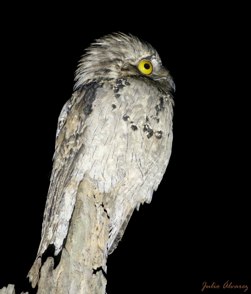 Northern Potoo - ML315287541