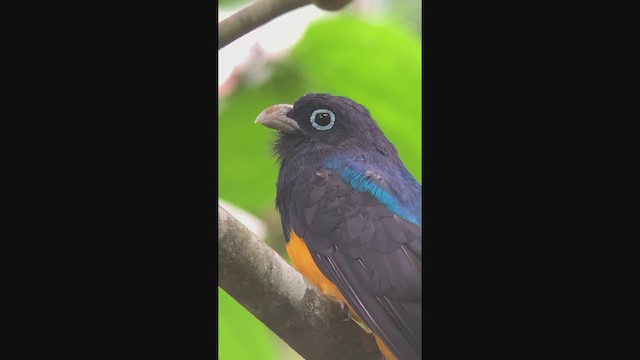 White-tailed Trogon - ML315289261