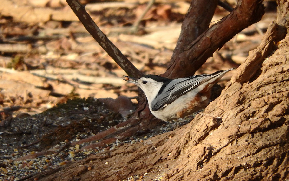 White-breasted Nuthatch - Jim O'Neill