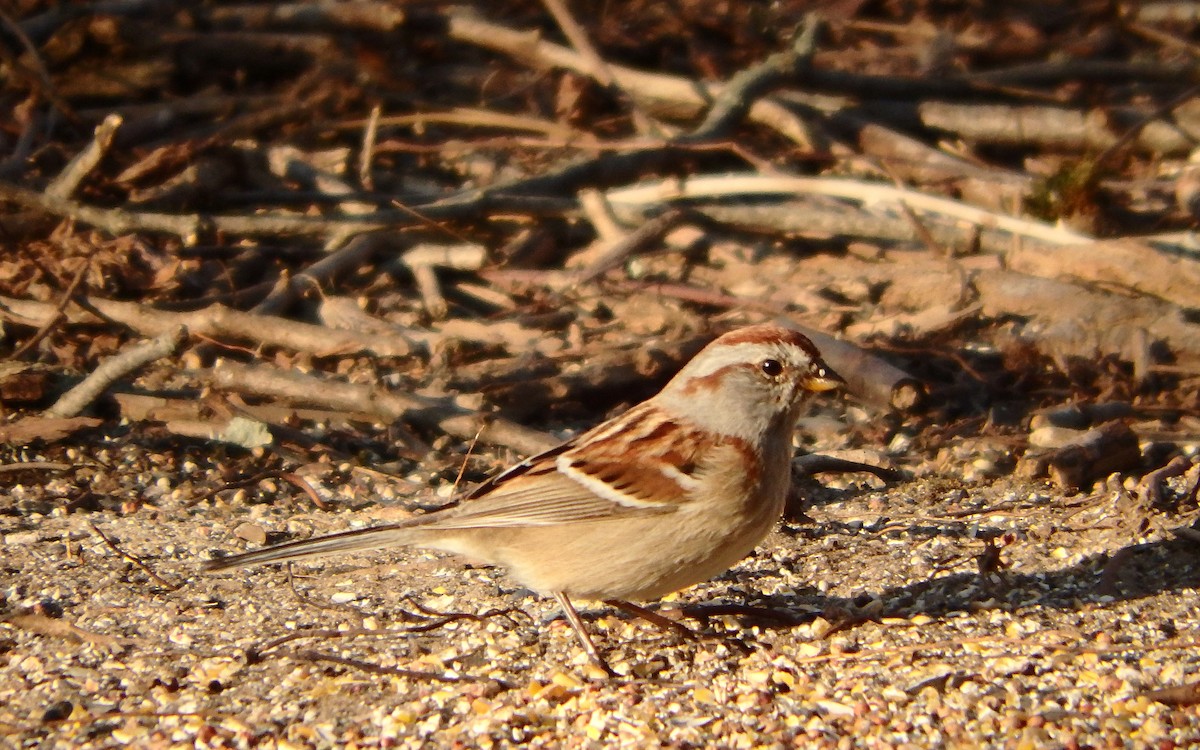 American Tree Sparrow - Jim O'Neill