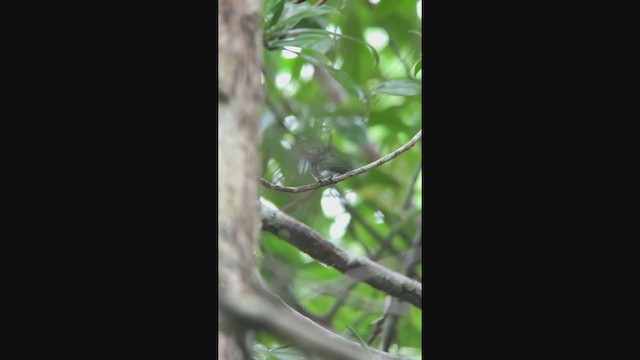kolibřík Humboldtův - ML315290371