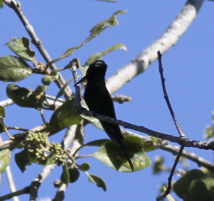 Golden-crowned Emerald - ML31529121